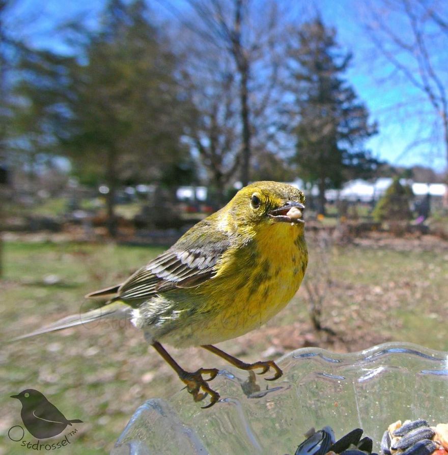 Woman Puts "Camera Trap" In Her Backyard And Gets Amazing Shots Of Birds And Other Animals (New Pics)