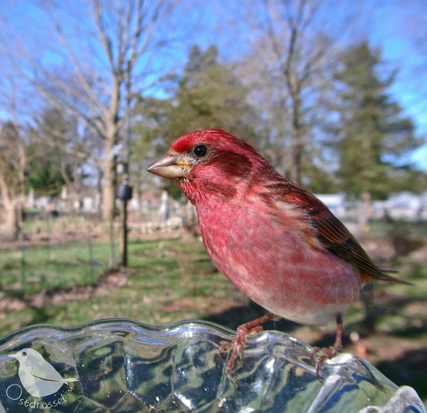 Woman Puts "Camera Trap" In Her Backyard And Gets Amazing Shots Of Birds And Other Animals (New Pics)