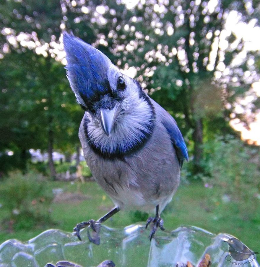 Woman Puts "Camera Trap" In Her Backyard And Gets Amazing Shots Of Birds And Other Animals (New Pics)