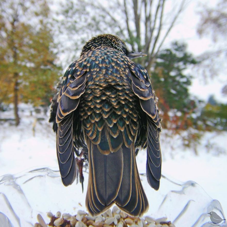 Woman Puts "Camera Trap" In Her Backyard And Gets Amazing Shots Of Birds And Other Animals (New Pics)