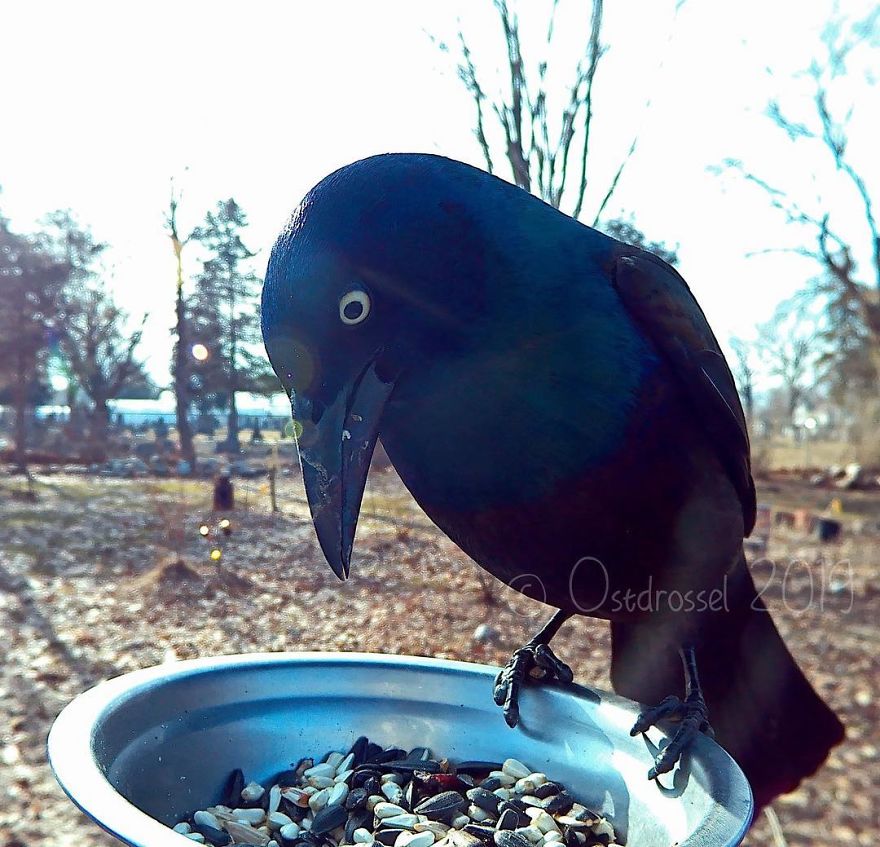 Woman Puts "Camera Trap" In Her Backyard And Gets Amazing Shots Of Birds And Other Animals (New Pics)