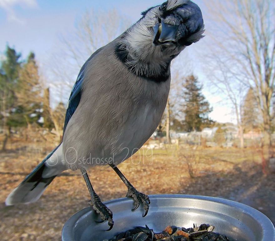 Woman Puts "Camera Trap" In Her Backyard And Gets Amazing Shots Of Birds And Other Animals (New Pics)