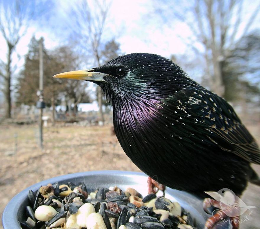 Woman Puts "Camera Trap" In Her Backyard And Gets Amazing Shots Of Birds And Other Animals (New Pics)