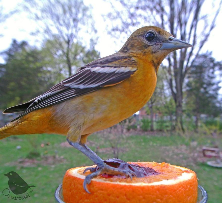 Woman Puts "Camera Trap" In Her Backyard And Gets Amazing Shots Of Birds And Other Animals (New Pics)