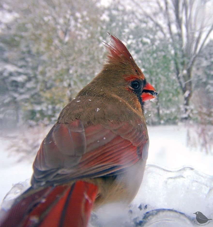 Woman Puts "Camera Trap" In Her Backyard And Gets Amazing Shots Of Birds And Other Animals (New Pics)