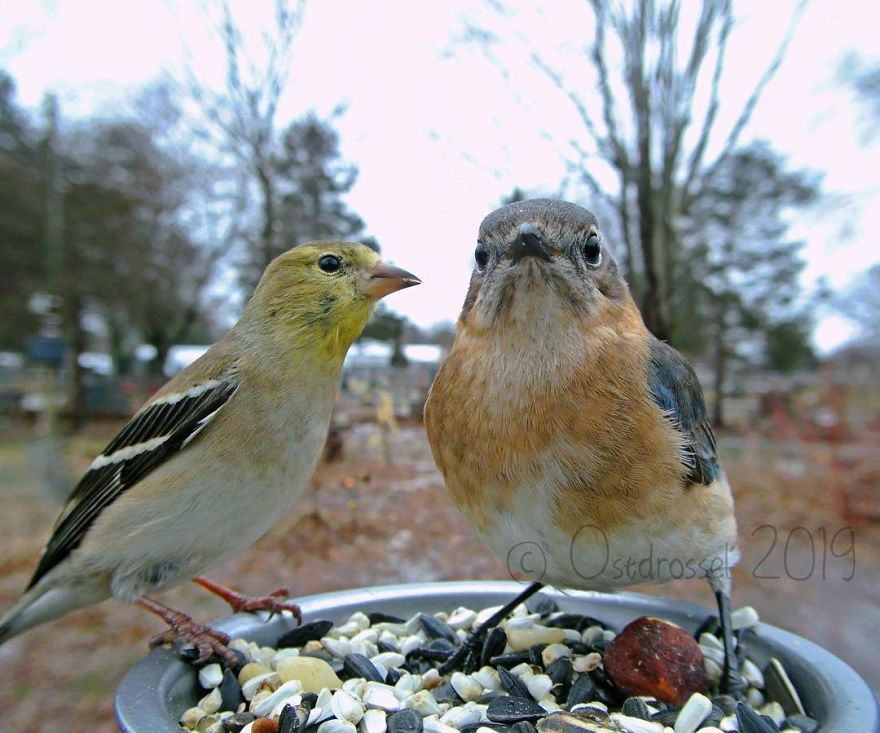 Woman Puts "Camera Trap" In Her Backyard And Gets Amazing Shots Of Birds And Other Animals (New Pics)