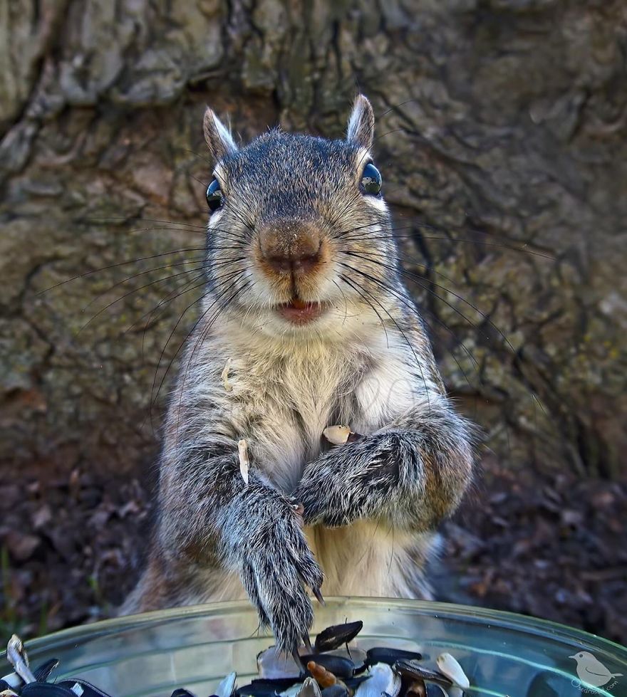Woman Puts "Camera Trap" In Her Backyard And Gets Amazing Shots Of Birds And Other Animals (New Pics)