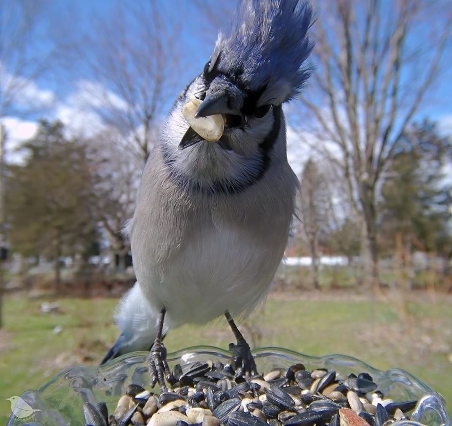 Woman Puts "Camera Trap" In Her Backyard And Gets Amazing Shots Of Birds And Other Animals (New Pics)