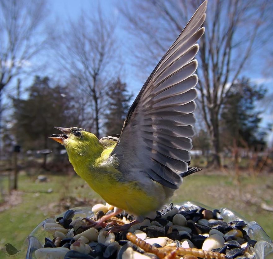 Woman Puts "Camera Trap" In Her Backyard And Gets Amazing Shots Of Birds And Other Animals (New Pics)