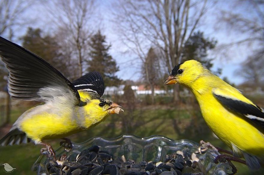 Woman Puts "Camera Trap" In Her Backyard And Gets Amazing Shots Of Birds And Other Animals (New Pics)