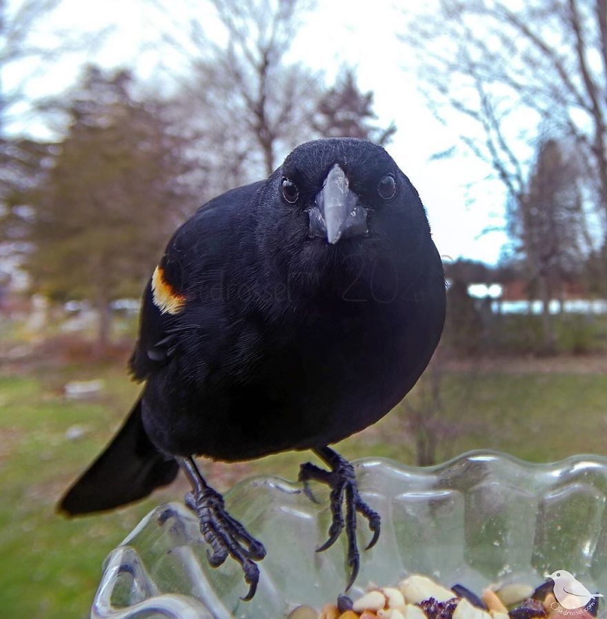Woman Puts "Camera Trap" In Her Backyard And Gets Amazing Shots Of Birds And Other Animals (New Pics)