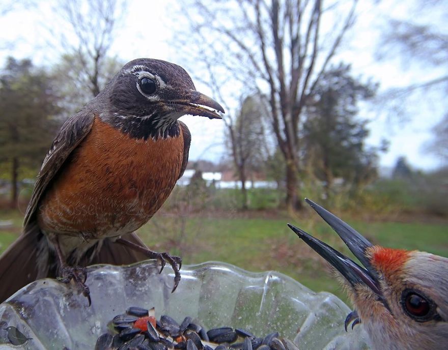 Woman Puts "Camera Trap" In Her Backyard And Gets Amazing Shots Of Birds And Other Animals (New Pics)