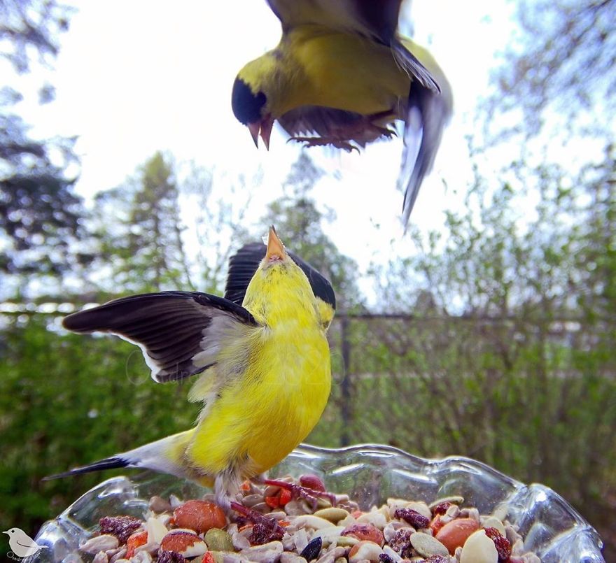 Woman Puts "Camera Trap" In Her Backyard And Gets Amazing Shots Of Birds And Other Animals (New Pics)