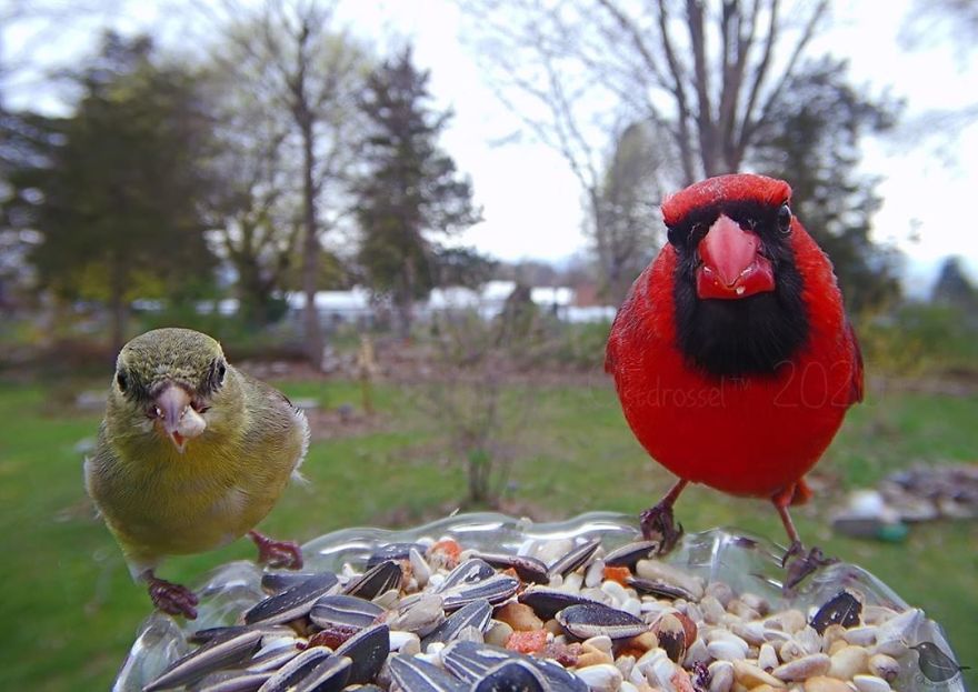 Woman Puts "Camera Trap" In Her Backyard And Gets Amazing Shots Of Birds And Other Animals (New Pics)
