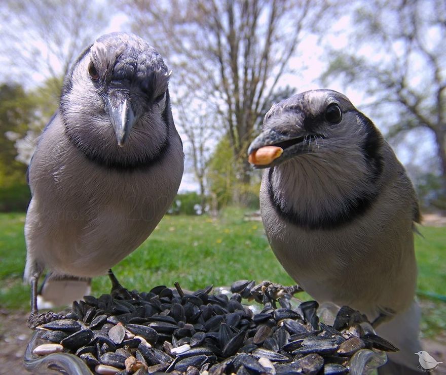 Woman Puts "Camera Trap" In Her Backyard And Gets Amazing Shots Of Birds And Other Animals (New Pics)