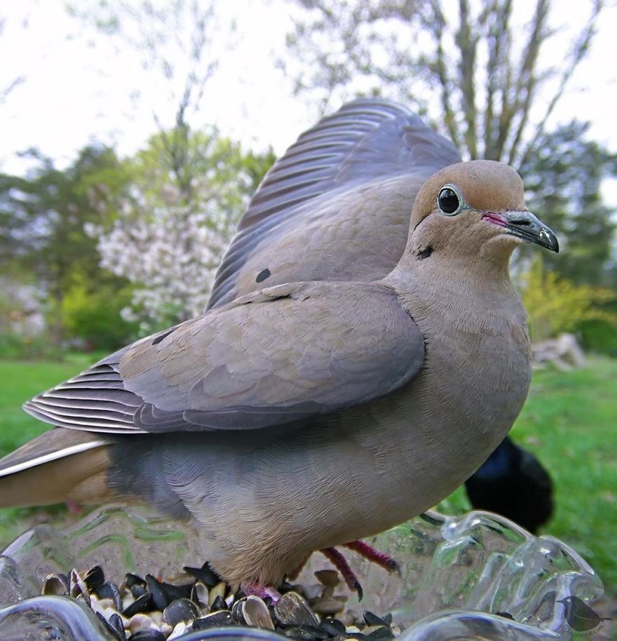 Woman Puts "Camera Trap" In Her Backyard And Gets Amazing Shots Of Birds And Other Animals (New Pics)
