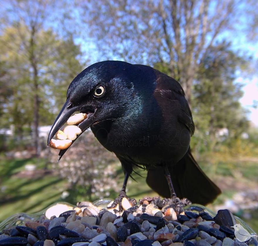 Woman Puts "Camera Trap" In Her Backyard And Gets Amazing Shots Of Birds And Other Animals (New Pics)