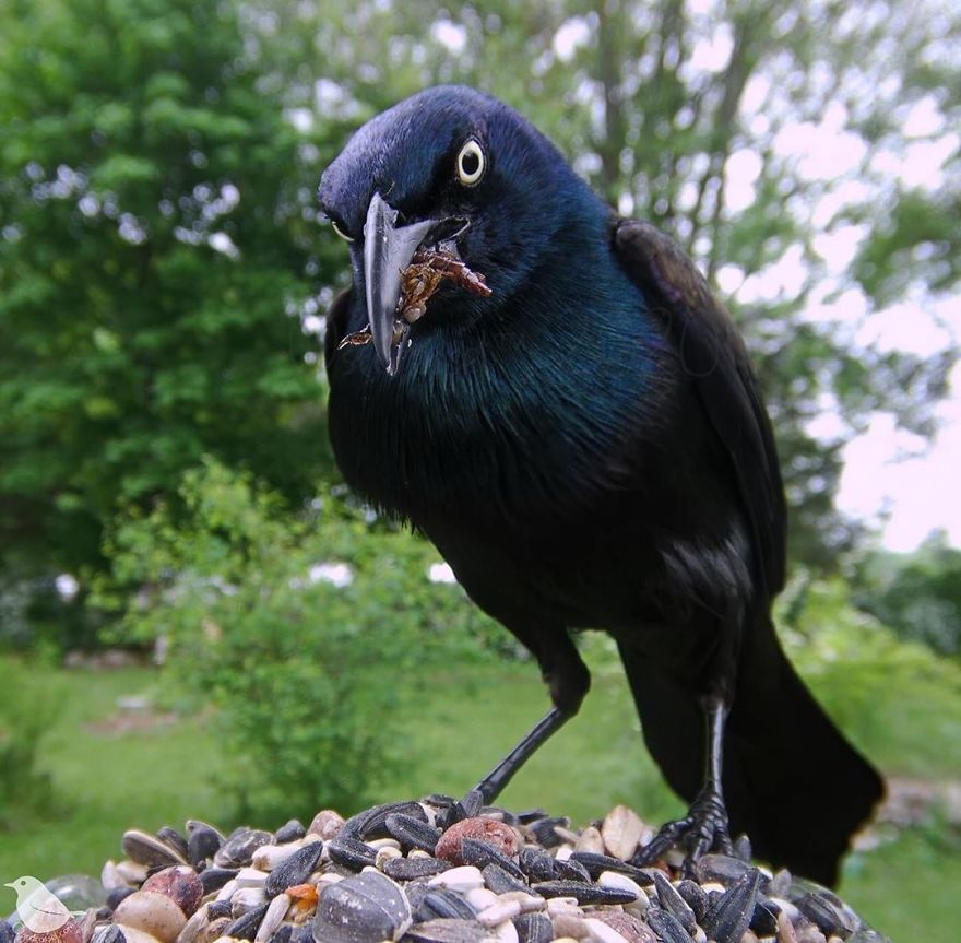 Woman Puts "Camera Trap" In Her Backyard And Gets Amazing Shots Of Birds And Other Animals (New Pics)