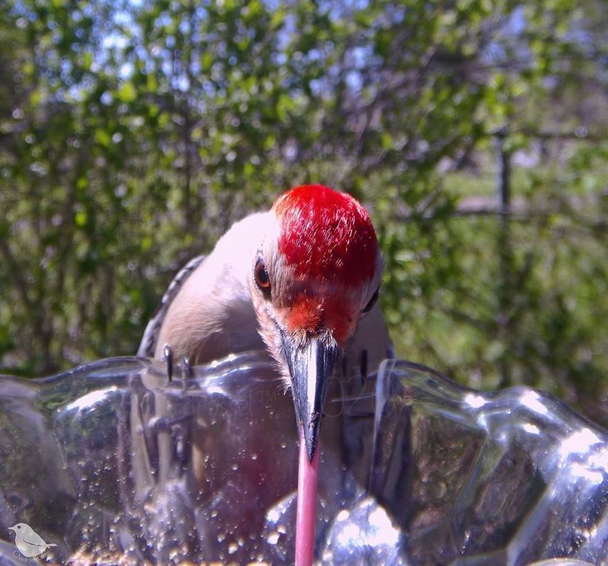 Woman Puts "Camera Trap" In Her Backyard And Gets Amazing Shots Of Birds And Other Animals (New Pics)