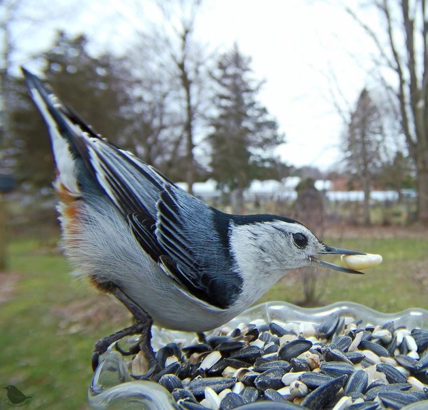 Woman Puts "Camera Trap" In Her Backyard And Gets Amazing Shots Of Birds And Other Animals (New Pics)
