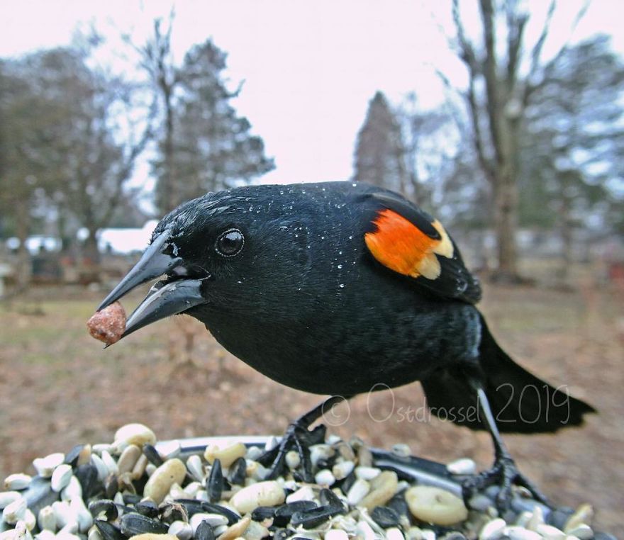 Woman Puts "Camera Trap" In Her Backyard And Gets Amazing Shots Of Birds And Other Animals (New Pics)