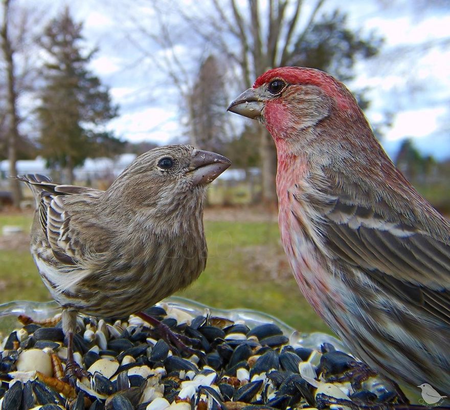 Woman Puts "Camera Trap" In Her Backyard And Gets Amazing Shots Of Birds And Other Animals (New Pics)