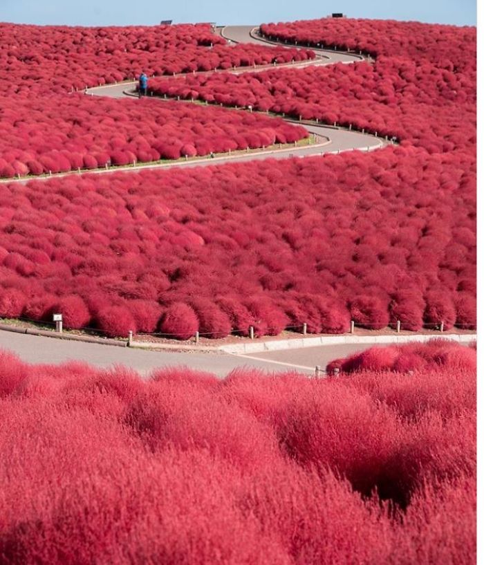 This Pretty Place Is Hitachi Seaside Park In Autumn At Hitachinaka, Ibaraki, Japan