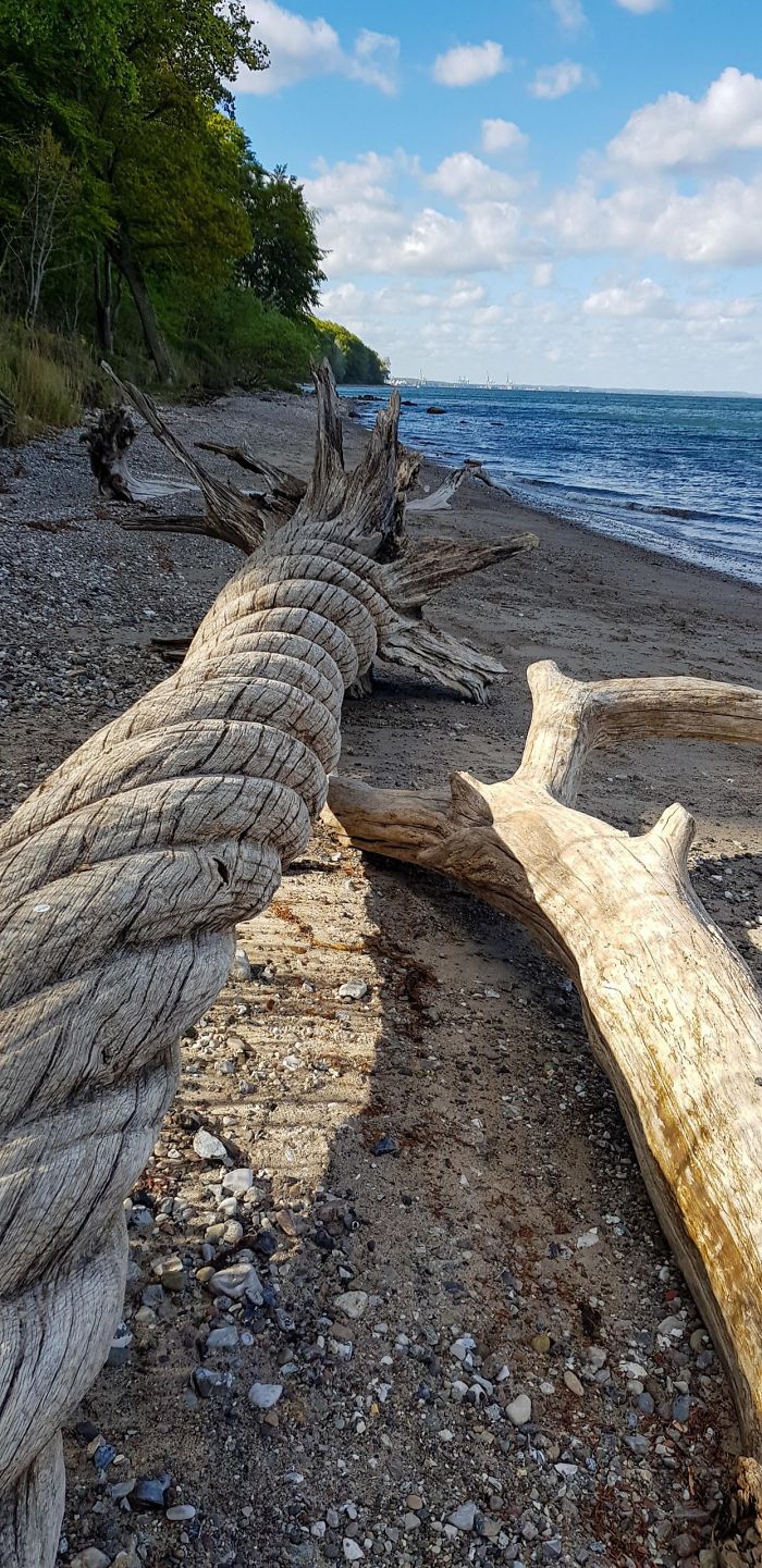 This Twisted Piece Of Driftwood Is Art Called ‘Tanden’ Aka The Unicorn. It Was Created By Jørn Rønnaus In 1993