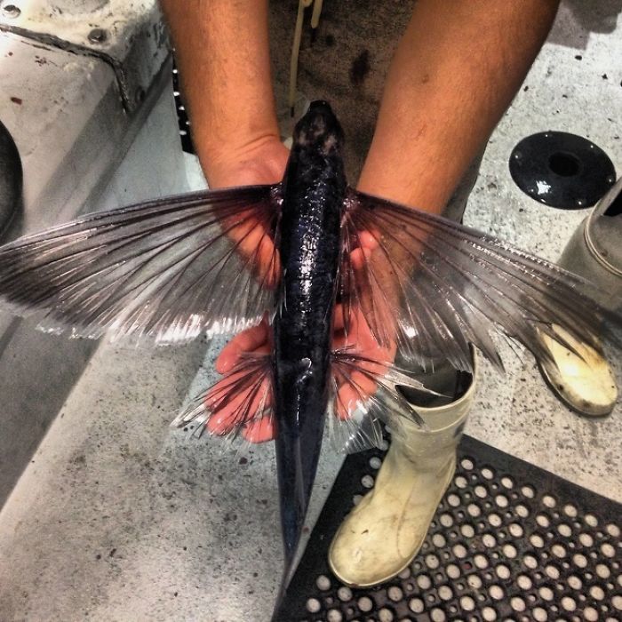This Flying Fish Jumped And Landed In A Fisherman’s Boat. After The Photo Was Taken The Fish Was Released To Live Another Day