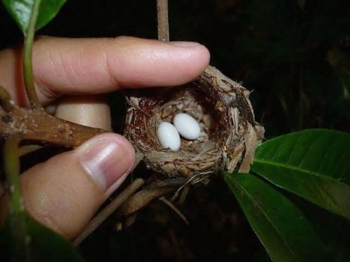 Omg This Is So Darn Cute. This Is A Hummingbirds Nest