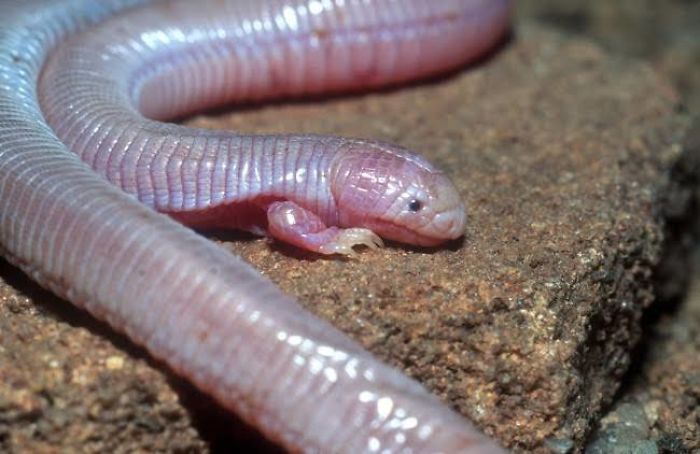 This Is A Mexican Mole Lizard, Despite It’s Name It Is In Fact Not A Lizard (Or A Mole) But An Amphisbaenian (Chris Mattison/Alamy Stock Photo)