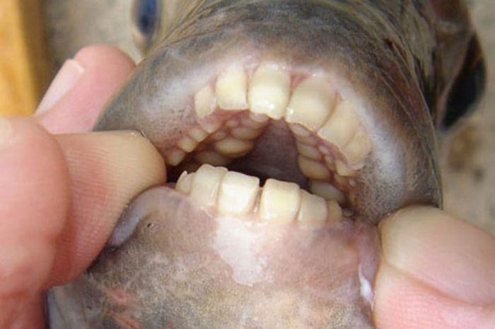 This Fish Is Called A Pacu, It Is Related To The Piranha But Has Teeth Similar To Humans
