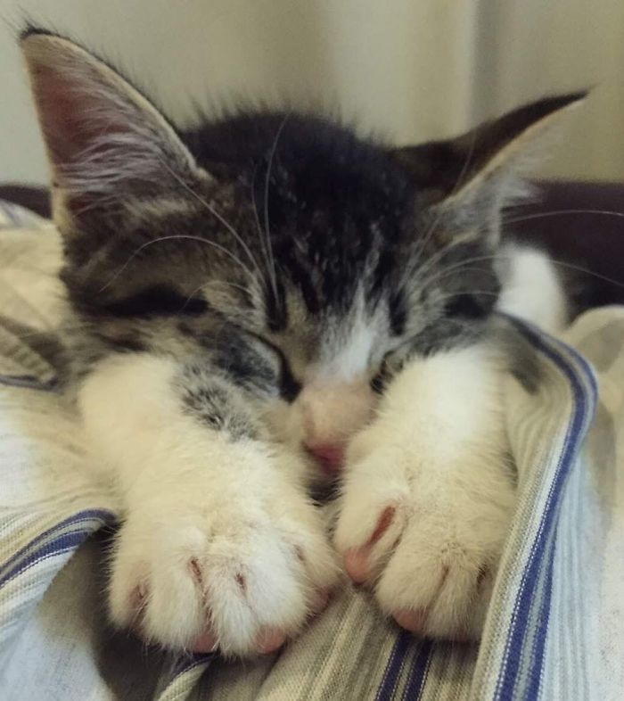 Huge Paws For A 2 Months Old Cat. My Boy Was Sleeping On My Husband's Lap The Same Day He Arrived Here. Love Him Sooo Much!