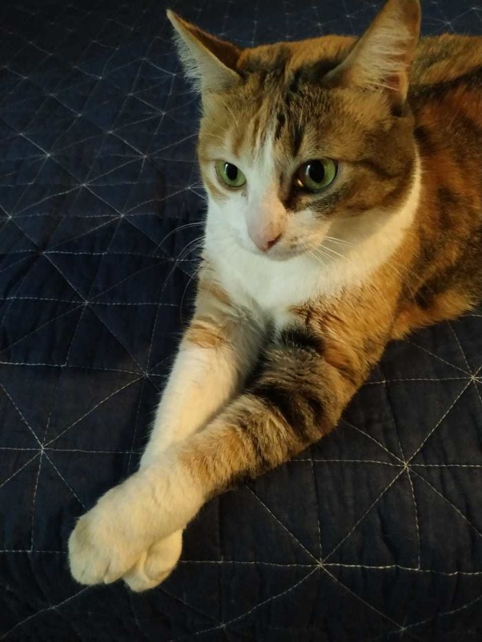 She Lived In A Shelter For More Than 1 Year, No Visits So Far, No One Was Interested To Take Her Home. So A Video Of Her Came In My Hands... I Didn't Think Twice - She Has To Be Mine! It Took A While Until She Felt Safe With Us, But Now Our Lady Has Found Her Forever Home!