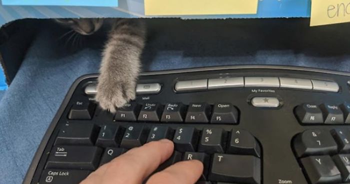 40 Fotos muy reconfortantes de mascotas rescatadas en el mes de Junio