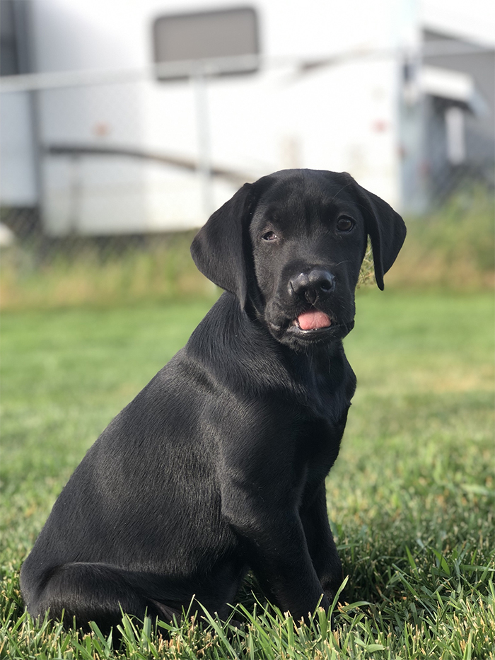 After A Successful Surgery, This Black Lab Born With A Cleft Lip And Cleft Palate Can Finally Enjoy Playing In Water After A Successful Surgery, This Black Lab Born With A Cleft Lip And Cleft Palate Can Finally Enjoy Playing In Water