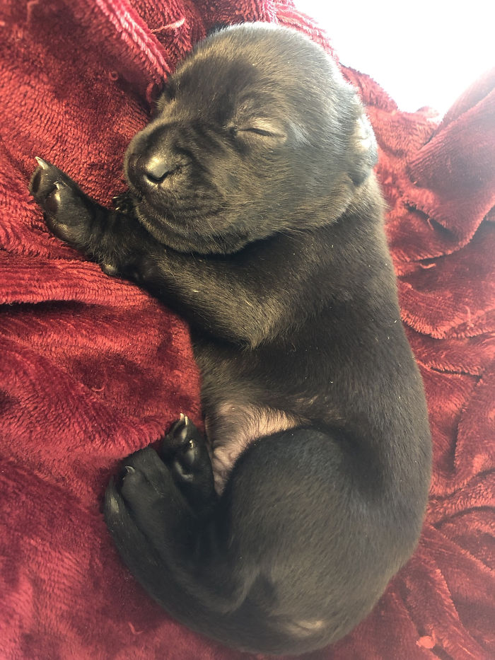 After A Successful Surgery, This Black Lab Born With A Cleft Lip And Cleft Palate Can Finally Enjoy Playing In Water After A Successful Surgery, This Black Lab Born With A Cleft Lip And Cleft Palate Can Finally Enjoy Playing In Water