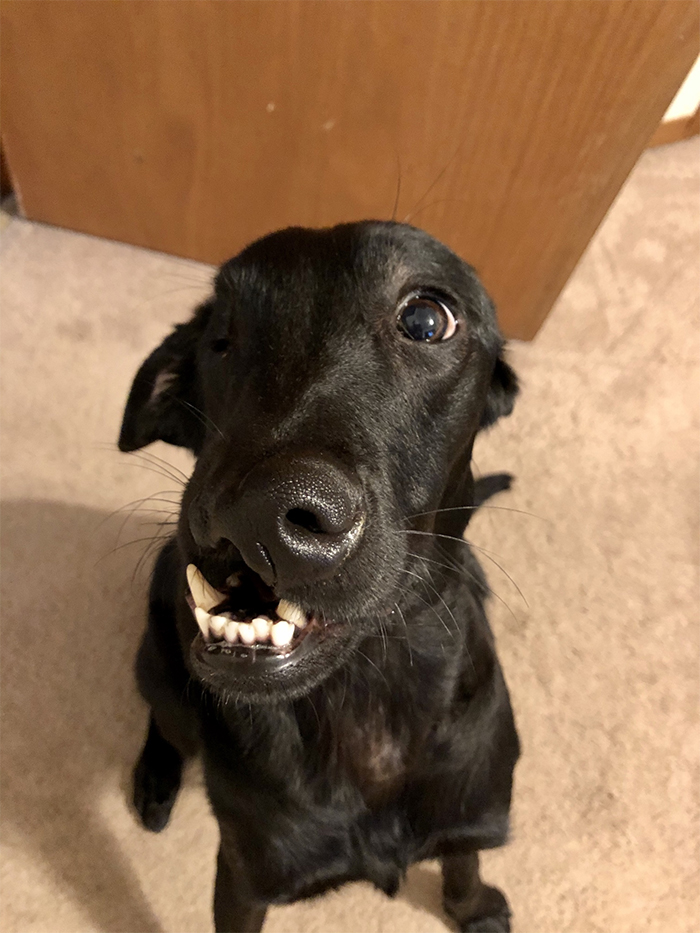 After A Successful Surgery, This Black Lab Born With A Cleft Lip And Cleft Palate Can Finally Enjoy Playing In Water