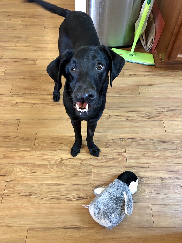 After A Successful Surgery, This Black Lab Born With A Cleft Lip And Cleft Palate Can Finally Enjoy Playing In Water