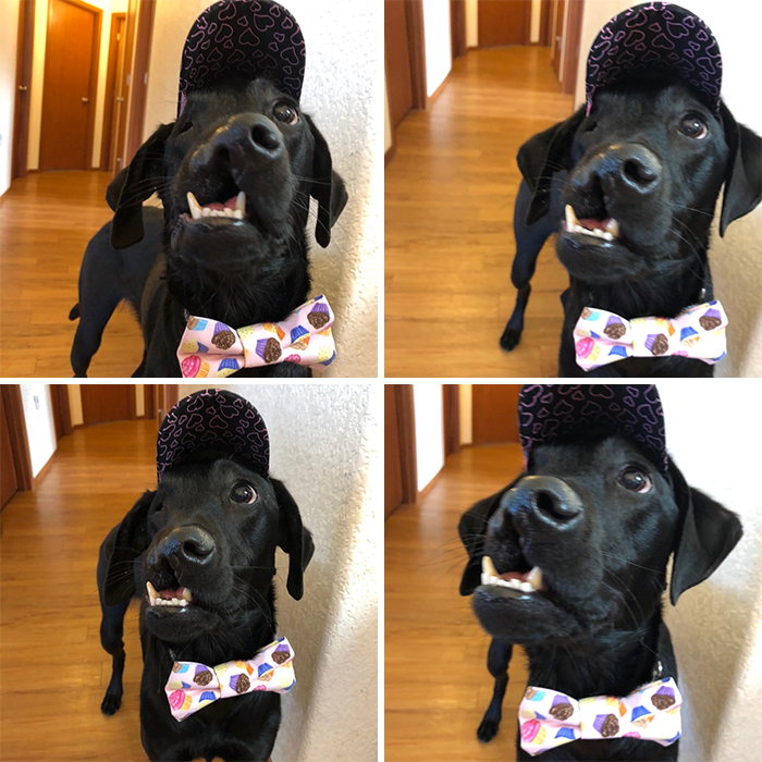 After A Successful Surgery, This Black Lab Born With A Cleft Lip And Cleft Palate Can Finally Enjoy Playing In Water After A Successful Surgery, This Black Lab Born With A Cleft Lip And Cleft Palate Can Finally Enjoy Playing In Water