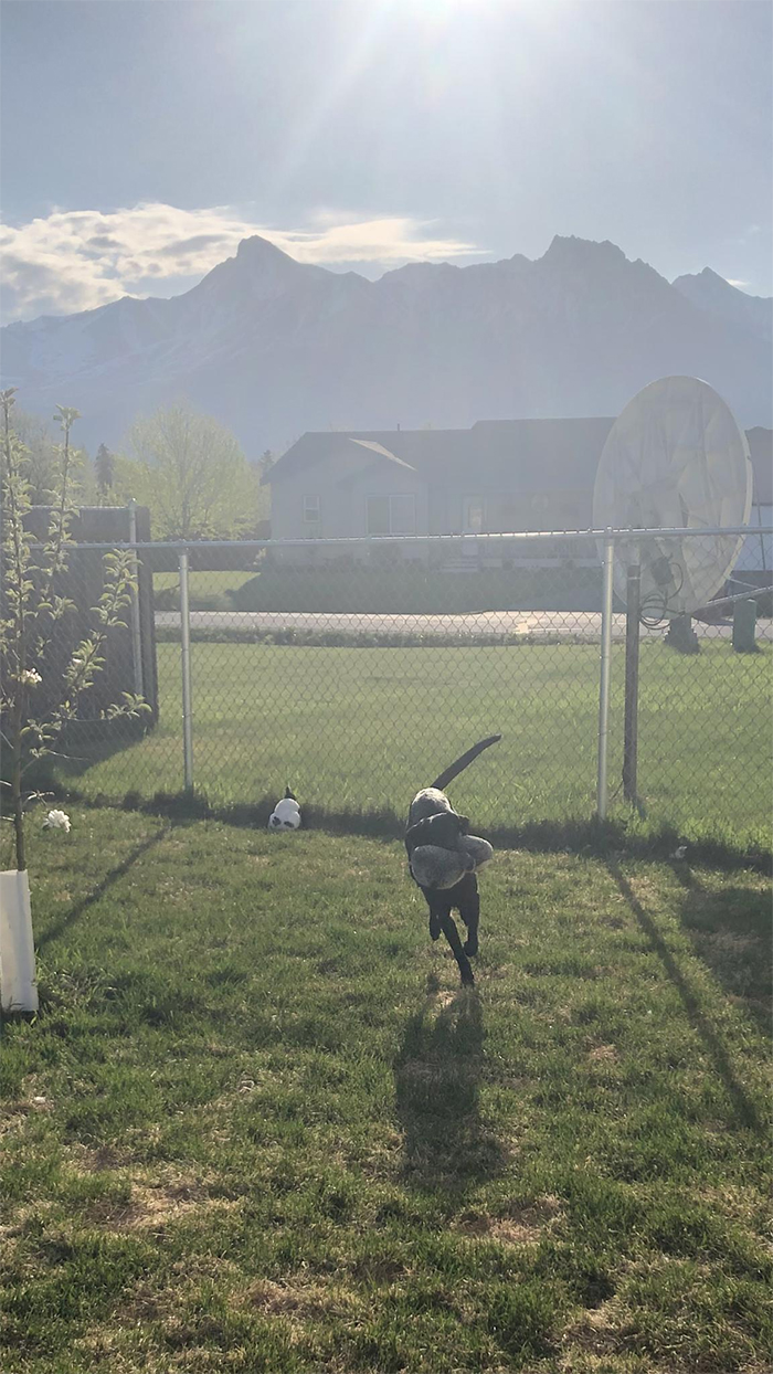 After A Successful Surgery, This Black Lab Born With A Cleft Lip And Cleft Palate Can Finally Enjoy Playing In Water After A Successful Surgery, This Black Lab Born With A Cleft Lip And Cleft Palate Can Finally Enjoy Playing In Water