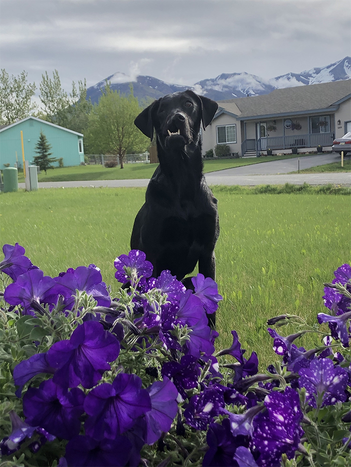 After A Successful Surgery, This Black Lab Born With A Cleft Lip And Cleft Palate Can Finally Enjoy Playing In Water After A Successful Surgery, This Black Lab Born With A Cleft Lip And Cleft Palate Can Finally Enjoy Playing In Water