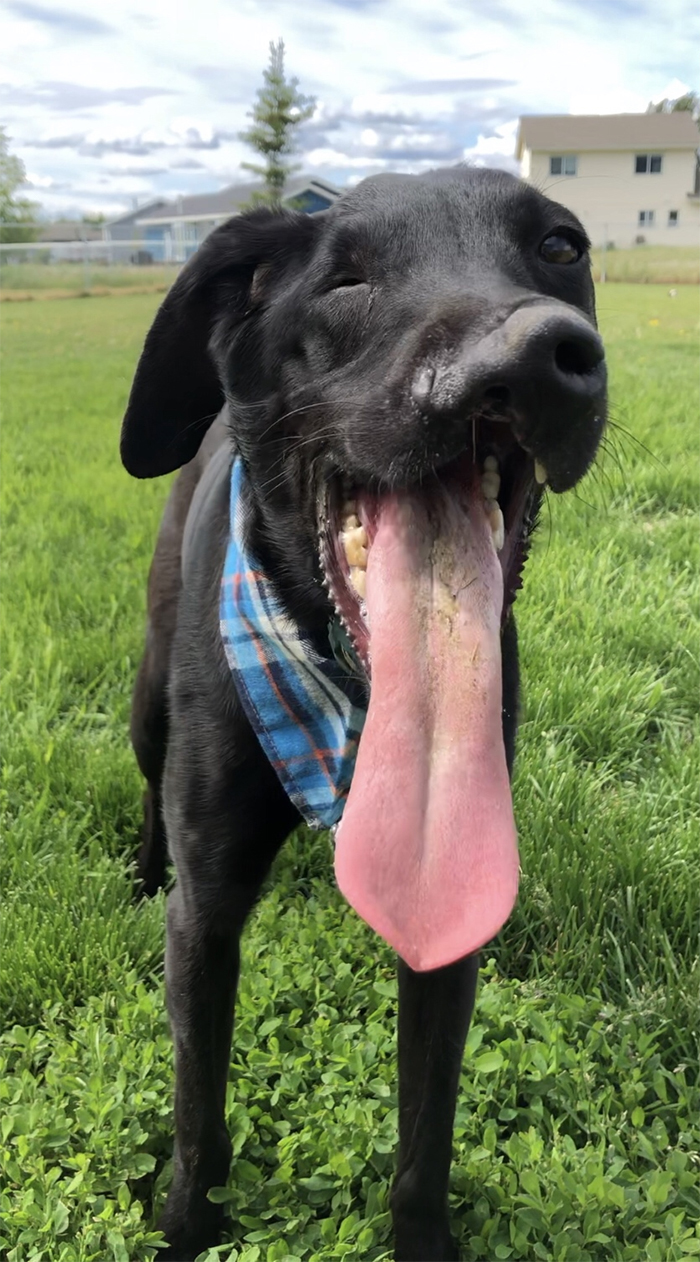 After A Successful Surgery, This Black Lab Born With A Cleft Lip And Cleft Palate Can Finally Enjoy Playing In Water After A Successful Surgery, This Black Lab Born With A Cleft Lip And Cleft Palate Can Finally Enjoy Playing In Water