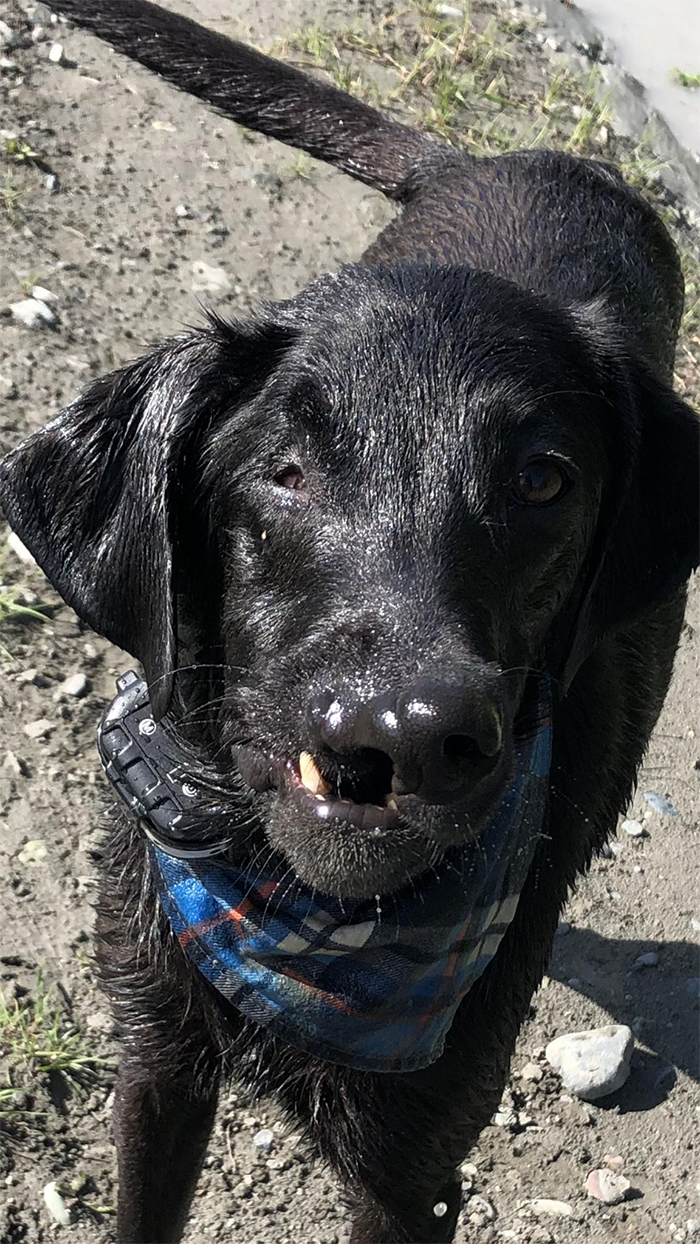 After A Successful Surgery, This Black Lab Born With A Cleft Lip And Cleft Palate Can Finally Enjoy Playing In Water After A Successful Surgery, This Black Lab Born With A Cleft Lip And Cleft Palate Can Finally Enjoy Playing In Water
