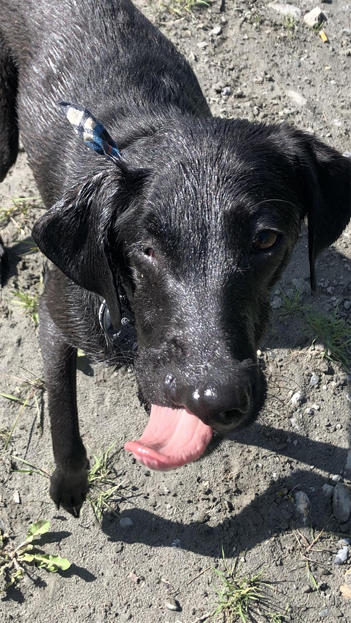 After A Successful Surgery, This Black Lab Born With A Cleft Lip And Cleft Palate Can Finally Enjoy Playing In Water