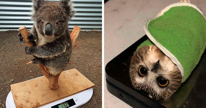 41 Tricks Animal Care Workers Use For Weighing Different Animals