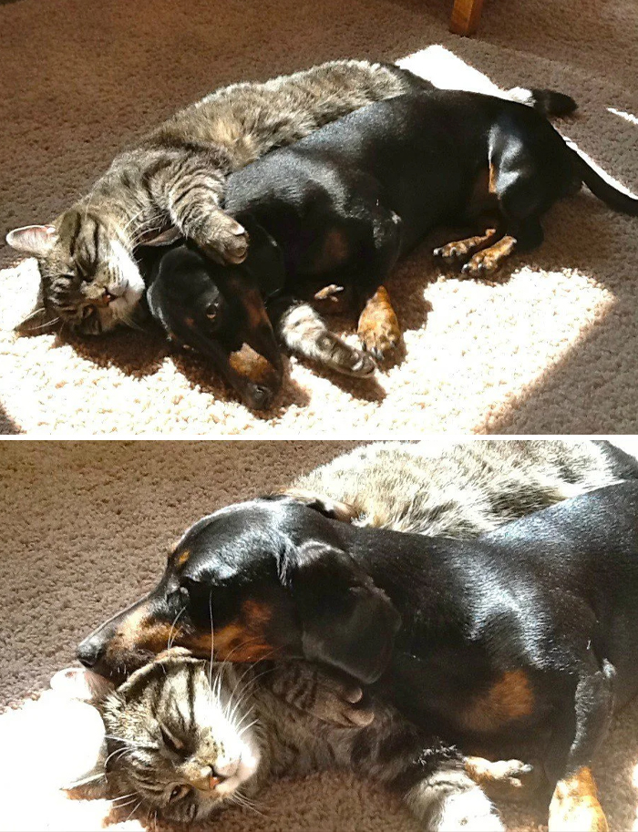 Found my cat and dachshund cuddling together in the sun