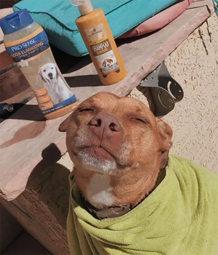 My Dog Doesn’t Like Getting Her Bath But She Sure Does Love Being Wrapped In A Towel And Sitting In The Sun