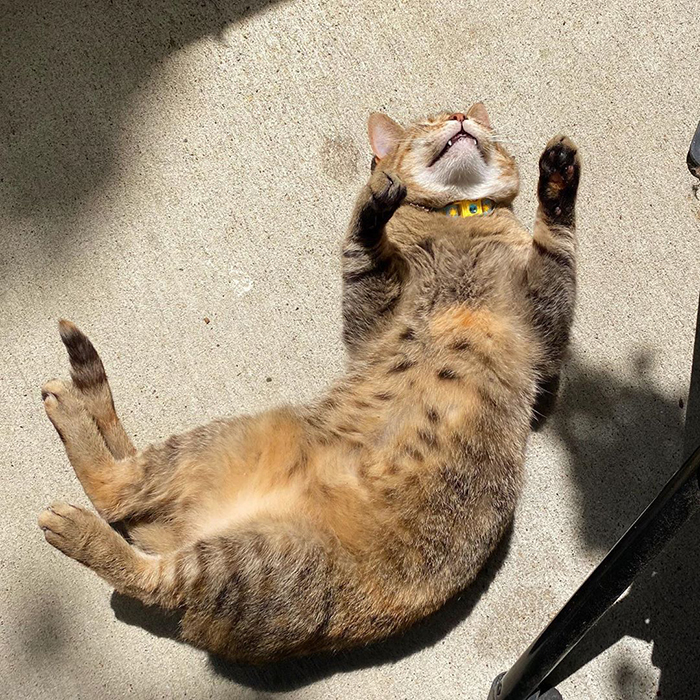 Belly rubs at your own risk