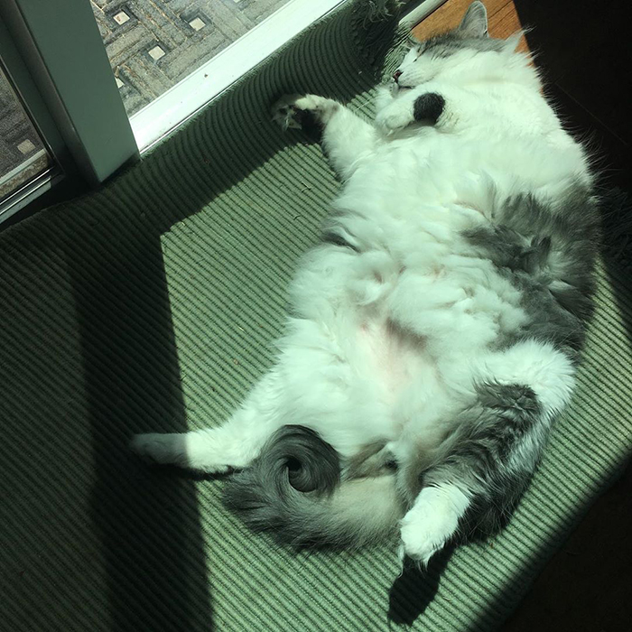 Another of my favorite sunshine spots—by the back door. I can also watch the outside kitties, the dog, birds, and bugs from this window. Such fun! -Cookie